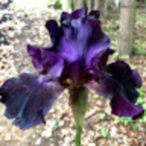 Meet your Posher, Ramona